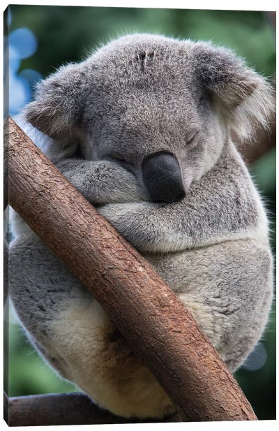 Koala Male Sleeping, Queensland, Australia Canvas Art Print - Koala Art