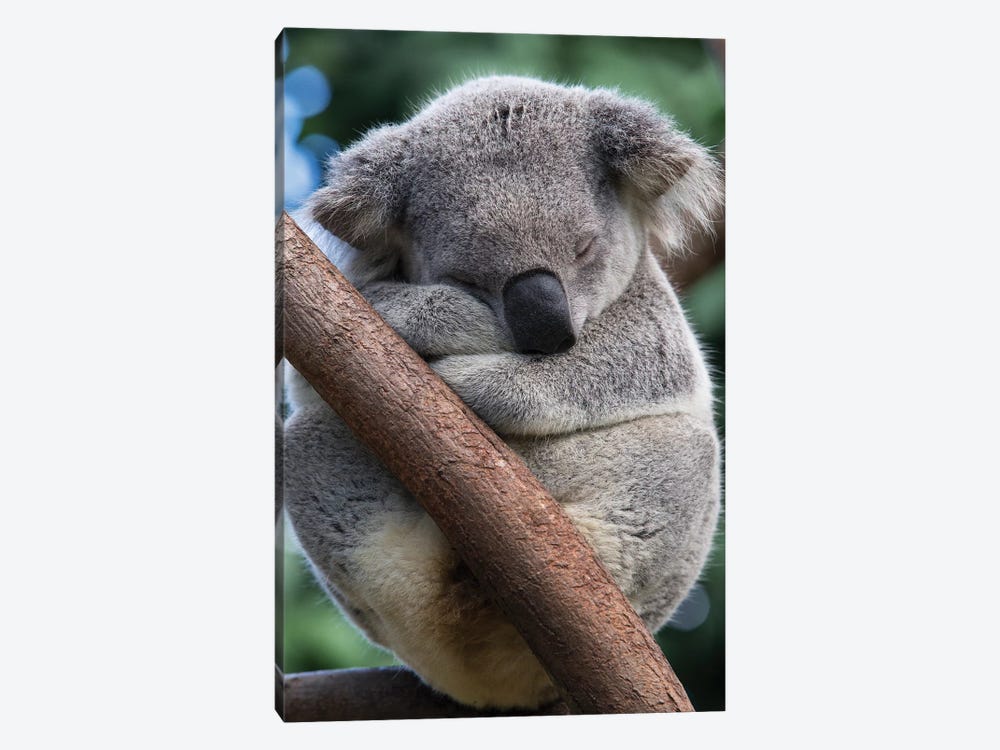 Koala Male Sleeping, Queensland, Australia by Suzi Eszterhas 1-piece Art Print