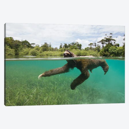 Pygmy Three-Toed Sloth Swimming In Mangrove Forest, Isla Escudo De Veraguas, Panama Canvas Print #ESZ6} by Suzi Eszterhas Canvas Art