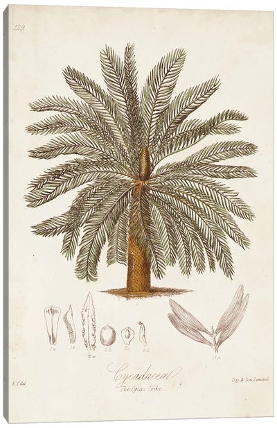 Antique Tropical Palm I Canvas Art Print
