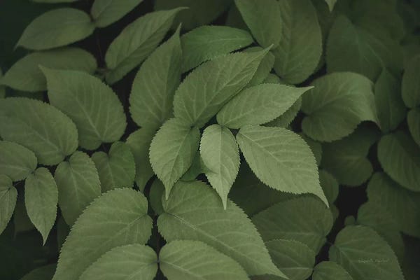 Elizabeth Urquhart: Leafy I by Elizabeth Urquhart