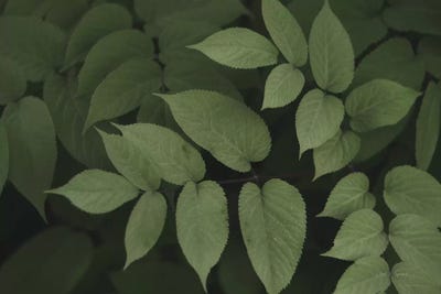 Leafy II by Elizabeth Urquhart framed wall art