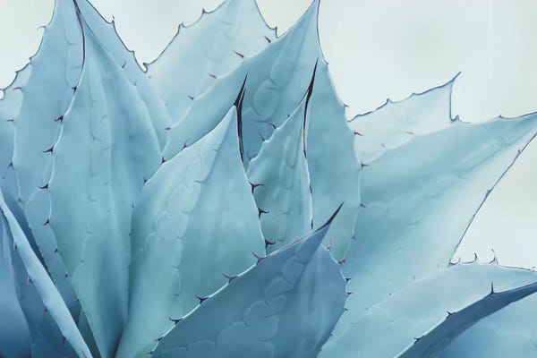 A.D. Lines Eurogroup Inc.: Green Crush V by Elizabeth Urquhart