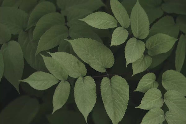 Elizabeth Urquhart: Leafy II by Elizabeth Urquhart