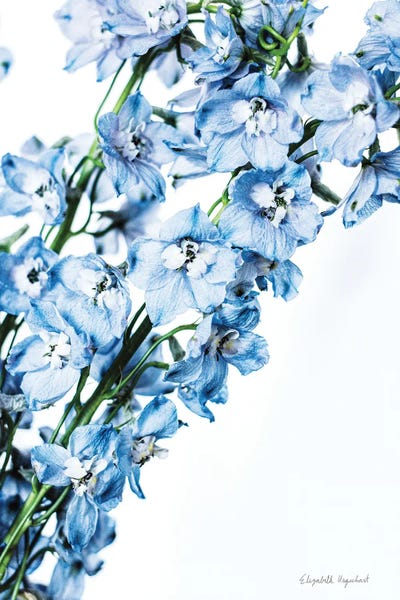 Freshly Picked Delphinium IV by Elizabeth Urquhart framed wall art