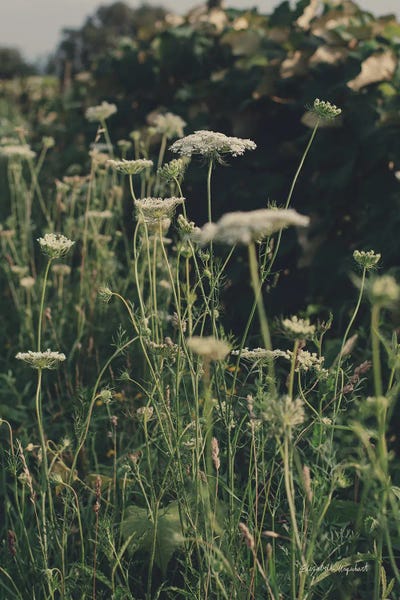 Running Wild II