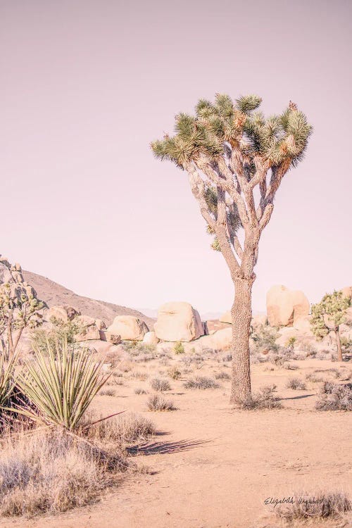Joshua Tree III Blush by Elizabeth Urquhart wall art