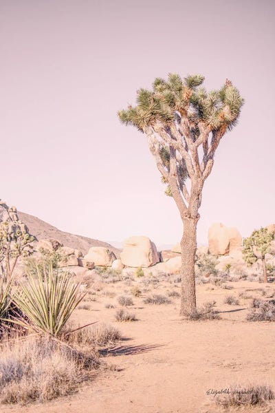 Elizabeth Urquhart: Joshua Tree III Blush by Elizabeth Urquhart