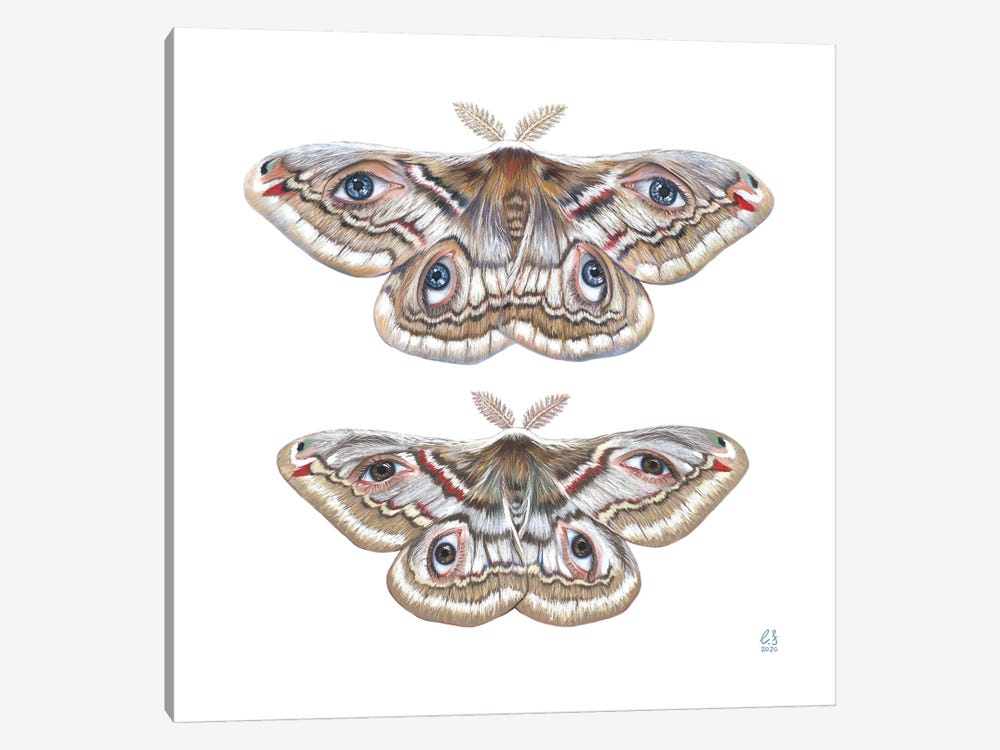 Two Moth by Eugenia Shchukina 1-piece Canvas Art Print