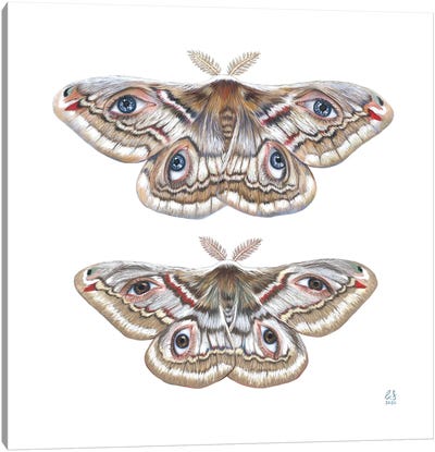 Two Moth Canvas Art Print - Funky Art Finds
