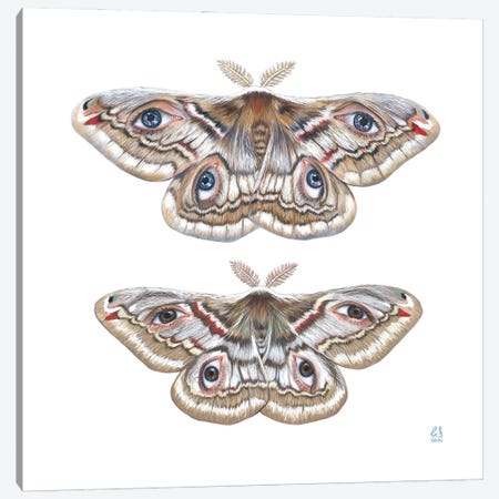 Two Moth Canvas Print #EUS20} by Eugenia Shchukina Canvas Print