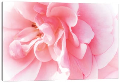 Pretty Pink Blooms IV Canvas Art Print