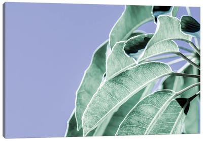 Clear Leaves on Blue I Canvas Art Print