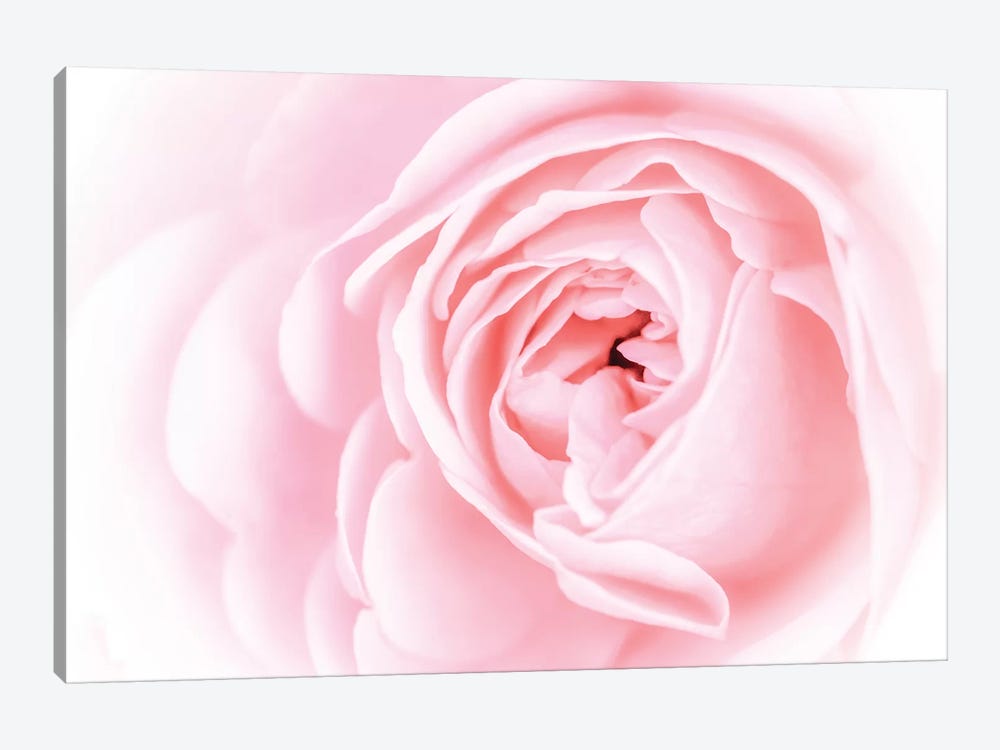 Pretty Pink Blooms I by Eva Bane 1-piece Art Print