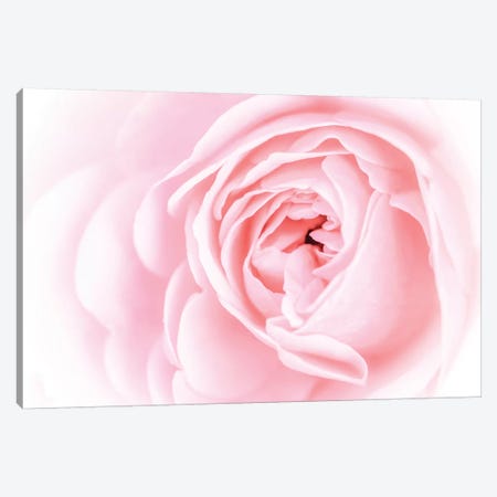 Pretty Pink Blooms I Canvas Print #EVB7} by Eva Bane Canvas Artwork