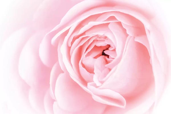 Peonies: Pretty Pink Blooms I by Eva Bane
