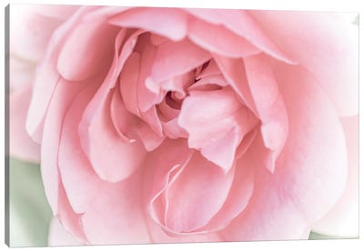 Pretty Pink Blooms II Canvas Art Print