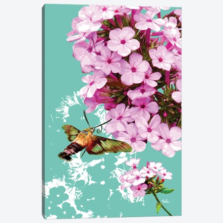 Clearwing On Flox Canvas Print #EVD38} by Evelia Designs Canvas Art Print