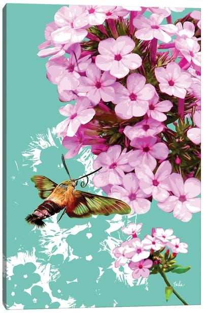 Clearwing On Flox Canvas Art Print - Evelia Designs