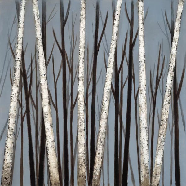 Birch Trees: Birch Shadows by Eve