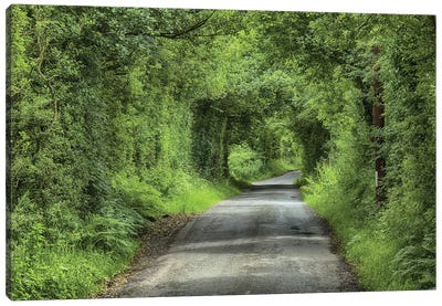 Country Lane And Trees, Chipping, Forest Of Bowland, Lancashire, England, July Canvas Art Print