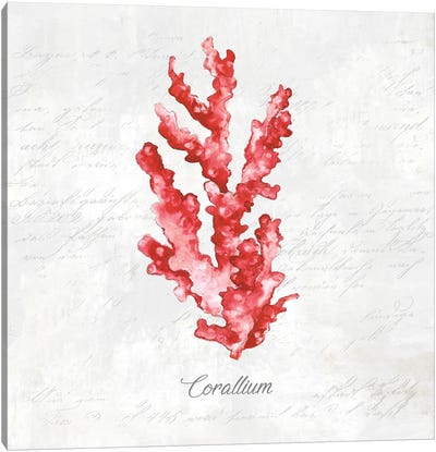 Red Sea Coral Canvas Art Print