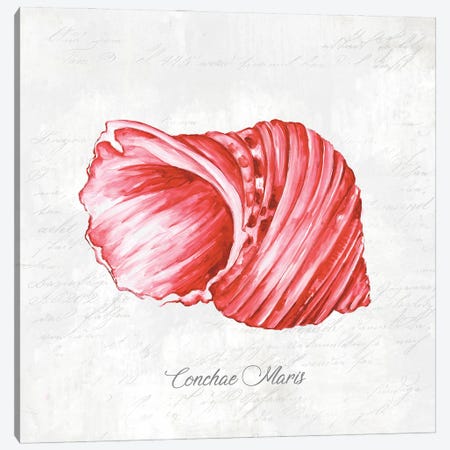 Red Seashell  Canvas Print #EWA123} by Eva Watts Canvas Wall Art