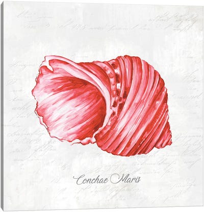 Red Seashell  Canvas Art Print