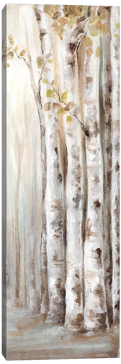 Sunset Birch Forest II  Canvas Art Print - Eva Watts