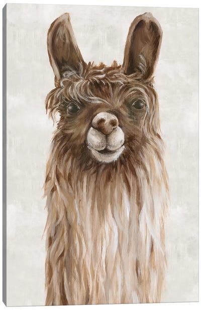 Suri Alpaca I  Canvas Art Print - Eva Watts