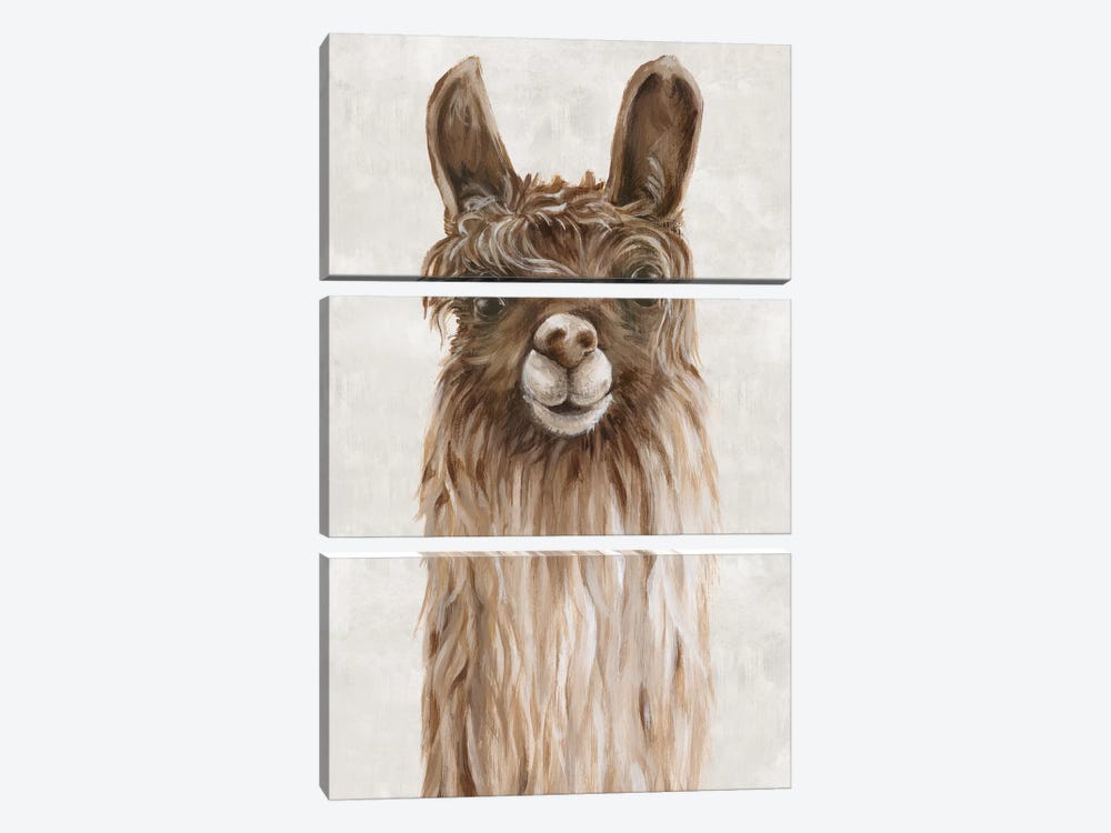 Suri Alpaca I  3-piece Canvas Art Print