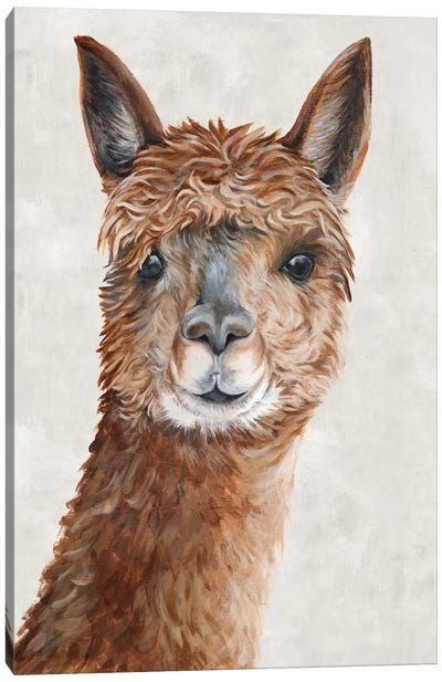 Suri Alpaca II  Canvas Art Print - Llama & Alpaca Art