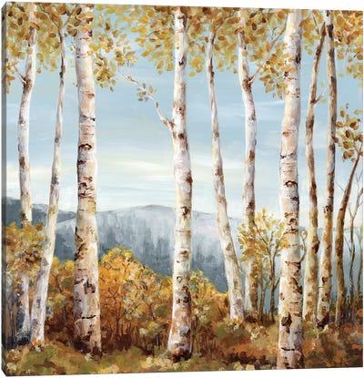 Up Hill  Canvas Art Print - Birch Tree Art
