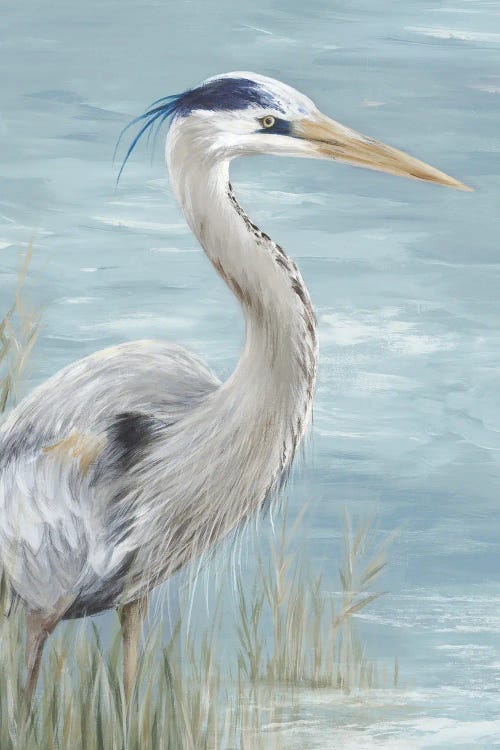 Great Blue Heron Gaze by Eva Watts wall art