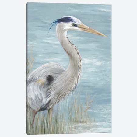 Great Blue Heron Gaze Canvas Print #EWA400} by Eva Watts Art Print