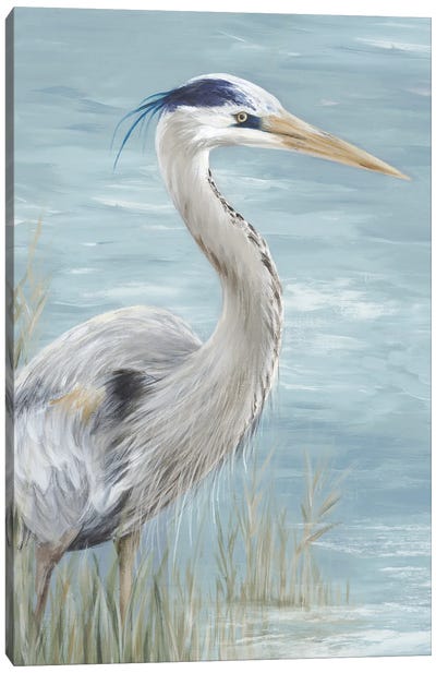 Great Blue Heron Gaze Canvas Art Print - Bird Art