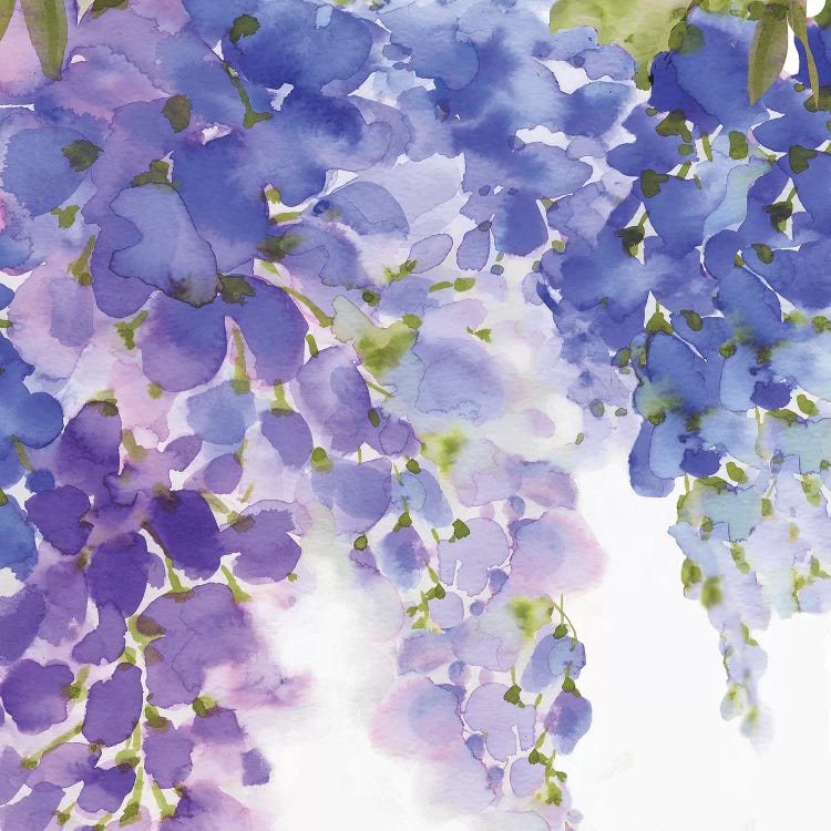 Wisteria II