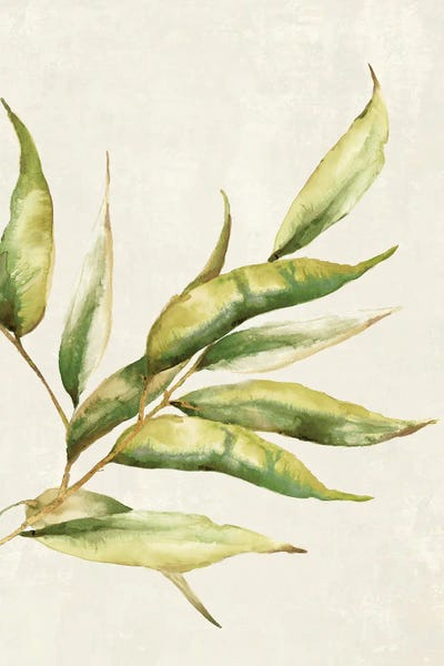 Willow Trees: Willow Branch I by Eva Watts