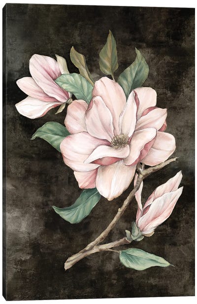 Pink Magnolia I Canvas Art Print - Eva Watts