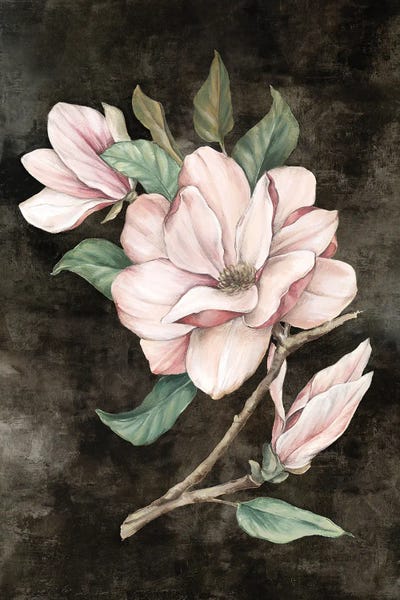 Magnolias: Pink Magnolia I by Eva Watts
