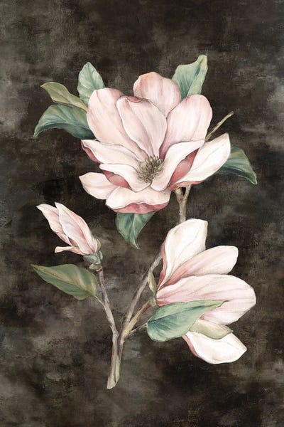 Shabby Chic Décor: Pink Magnolia II by Eva Watts