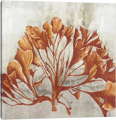 Rustic Coral II Canvas Art Print - Eva Watts