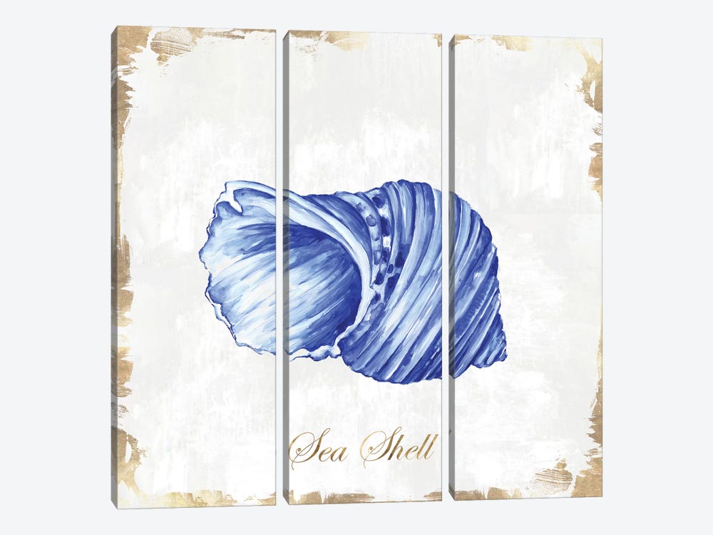 Blue Seashell by Eva Watts 3-piece Canvas Print