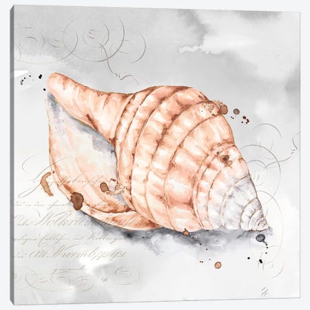 Blush Shell I  Canvas Print #EWA90} by Eva Watts Canvas Art Print