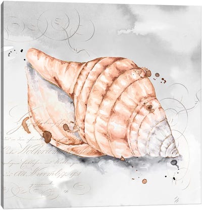 Blush Shell I  Canvas Art Print - Sea Shell Art