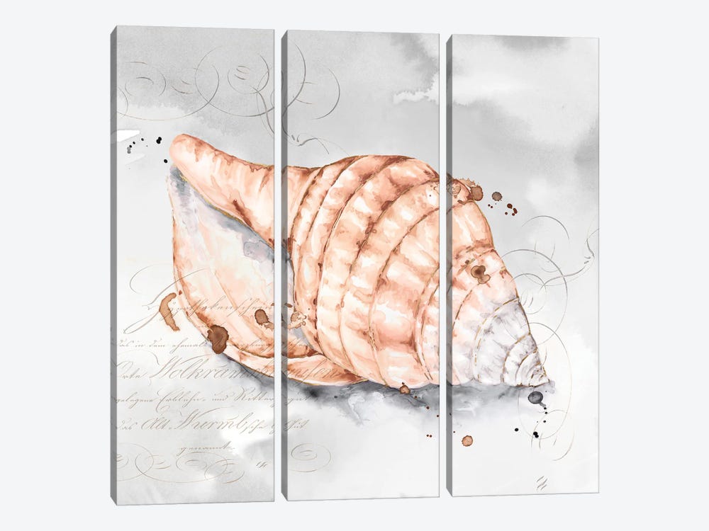 Blush Shell I  by Eva Watts 3-piece Canvas Artwork