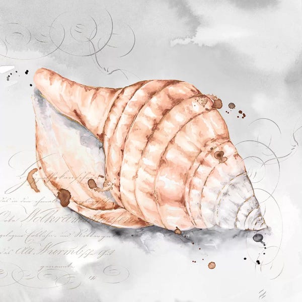 Eva Watts: Blush Shell I  by Eva Watts