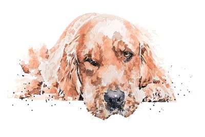 Golden Retriever Reclined I by EdsWatercolours framed canvas print