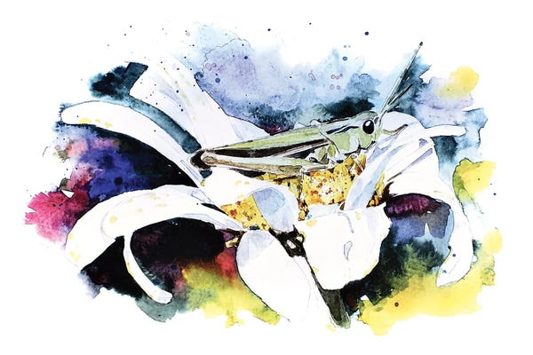 EdsWatercolours: Grasshopper by EdsWatercolours