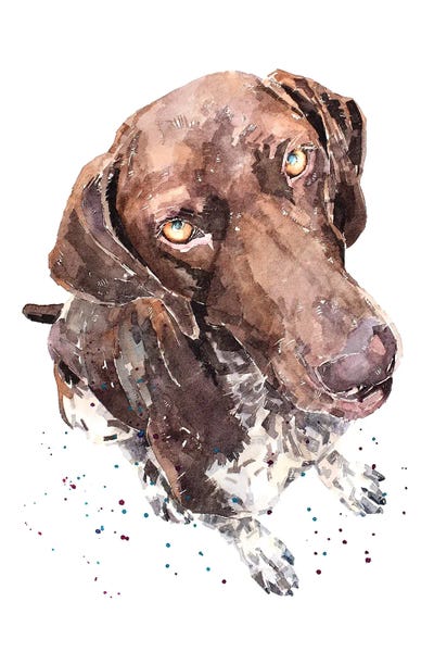 German Shorthaired Pointers: GSP II by EdsWatercolours